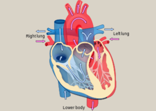 Best Cardiologist in Scone