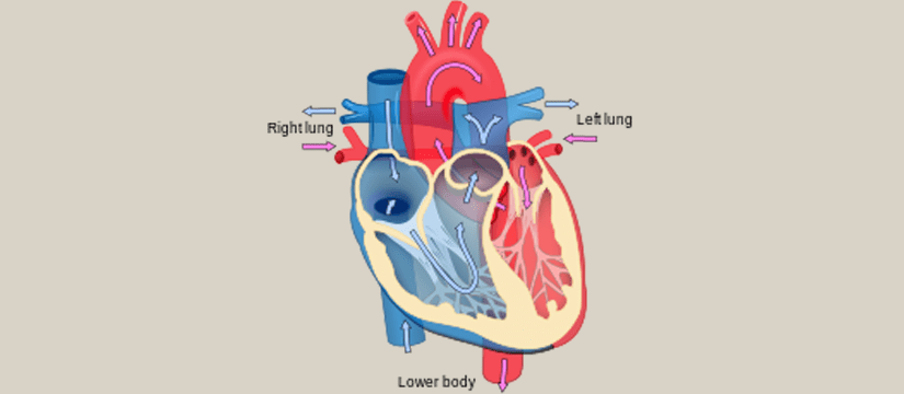 Best Cardiologist in Scone