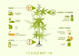 What are Some Hemp Products?